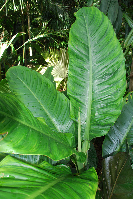 Dieffenbachia standleyi