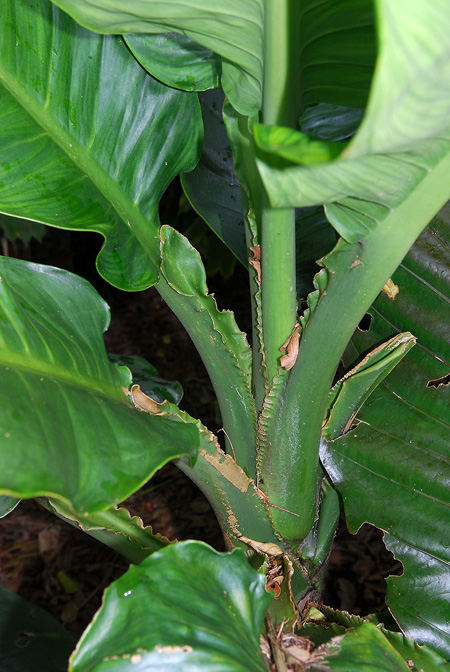 Dieffenbachia standleyi