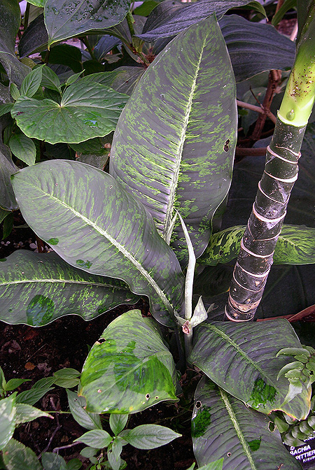 Dieffenbachia tonduzii