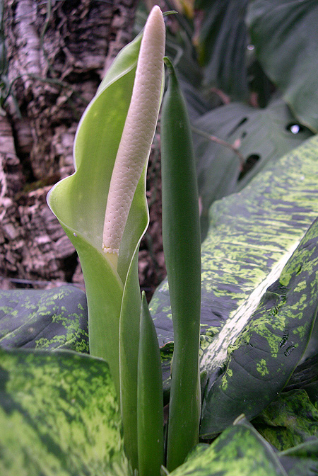 Dieffenbachia tonduzii
