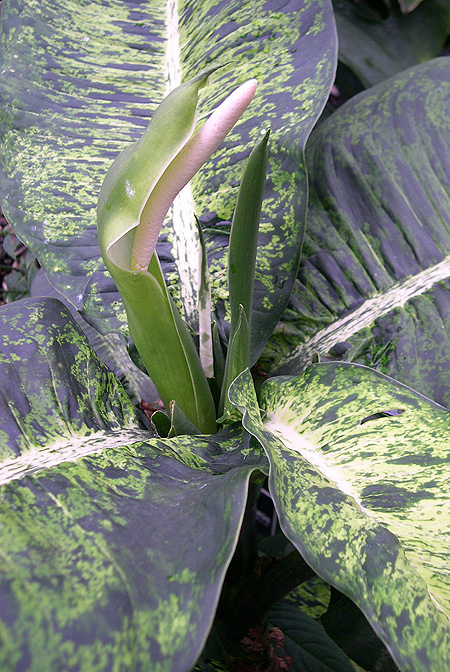 Dieffenbachia tonduzii