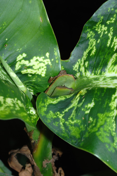 Dieffenbachia tonduzii