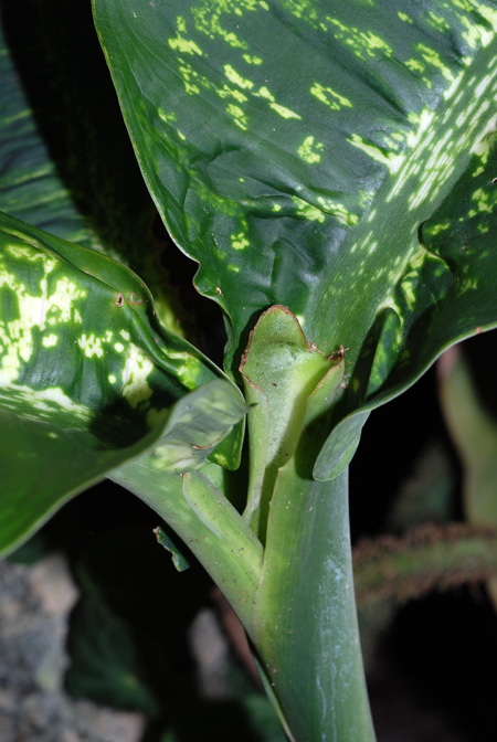 Dieffenbachia tonduzii