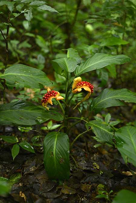 Dieffenbachia wendlandii