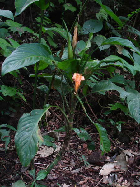 Dieffenbachia wendlandii