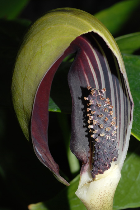 Dracontioides desciscens
