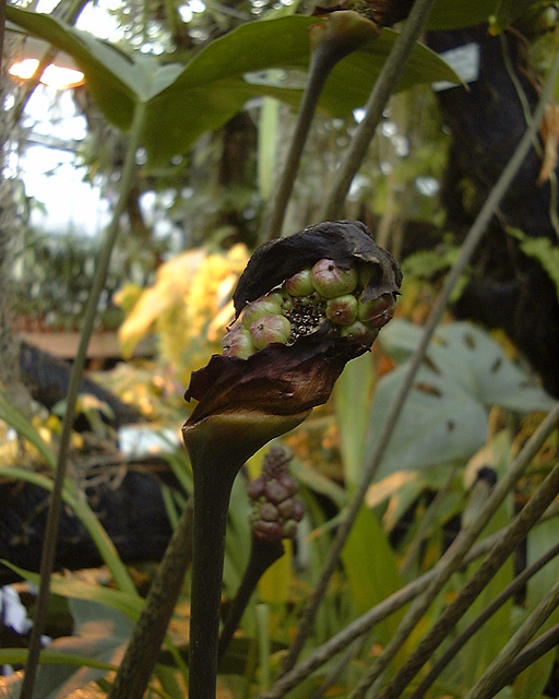 Dracontioides desciscens