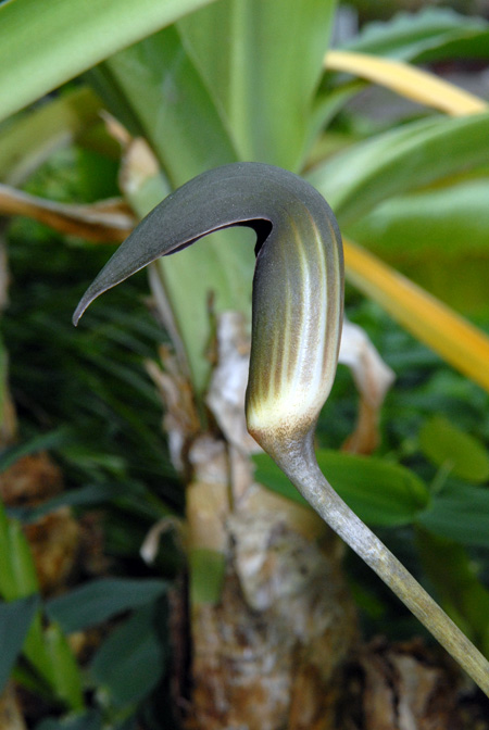 Dracontioides desciscens