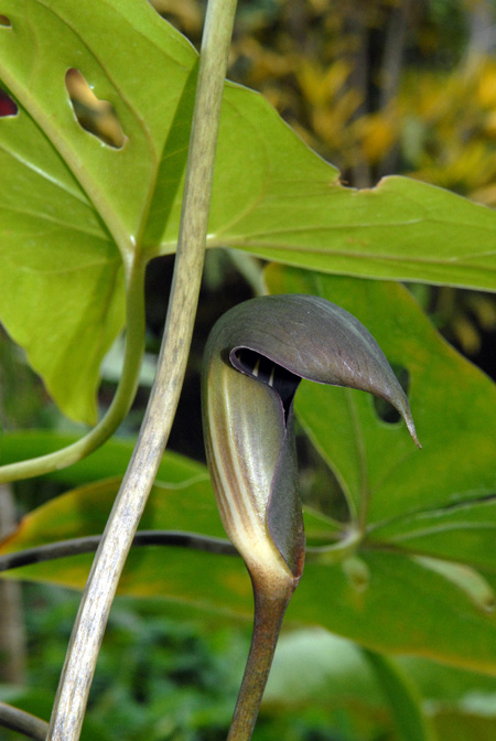 Dracontioides desciscens