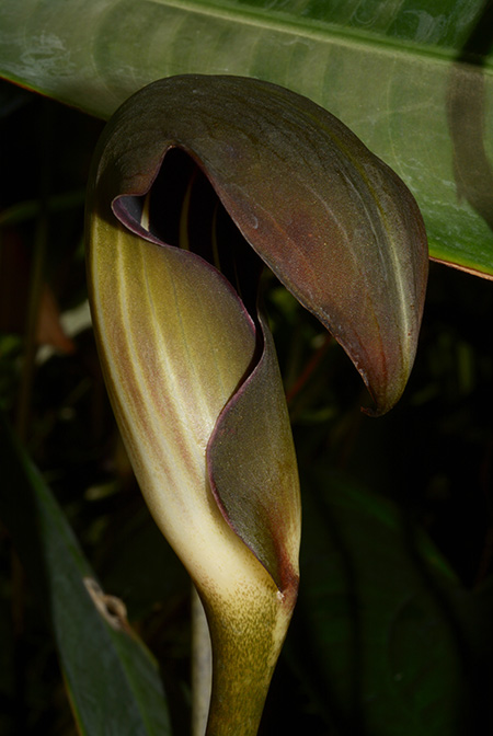 Dracontioides desciscens