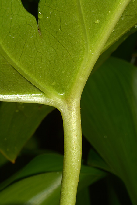 Dracontioides desciscens