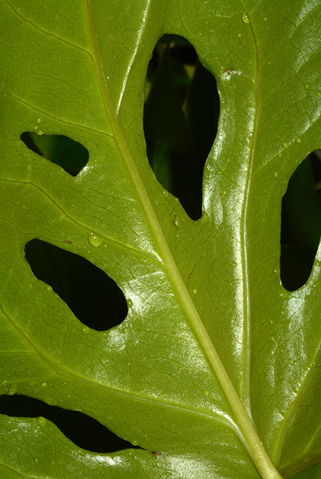 Dracontioides desciscens