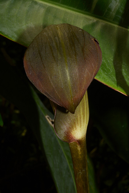 Dracontioides desciscens