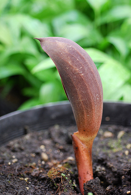 Dracontium amazonense
