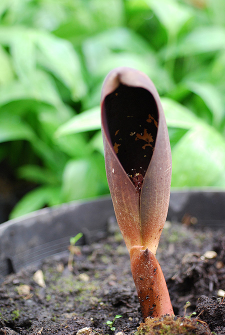 Dracontium amazonense