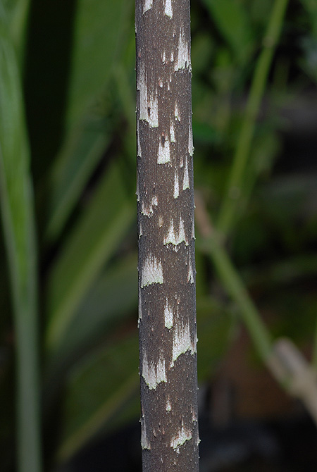 Dracontium amazonense