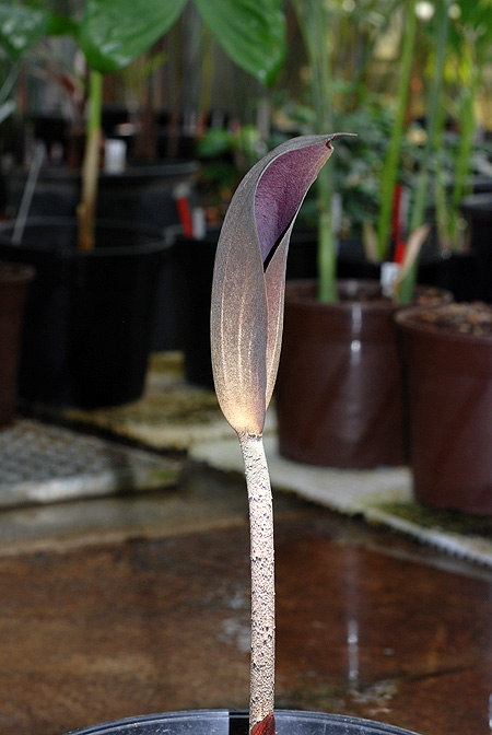 Dracontium asperum