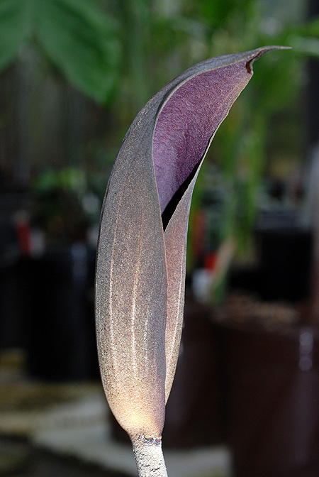 Dracontium asperum