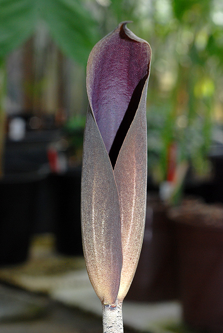Dracontium asperum