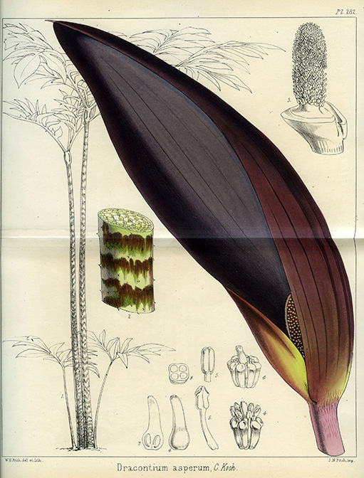 Dracontium asperum