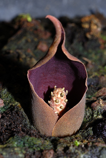 Dracontium bogneri
