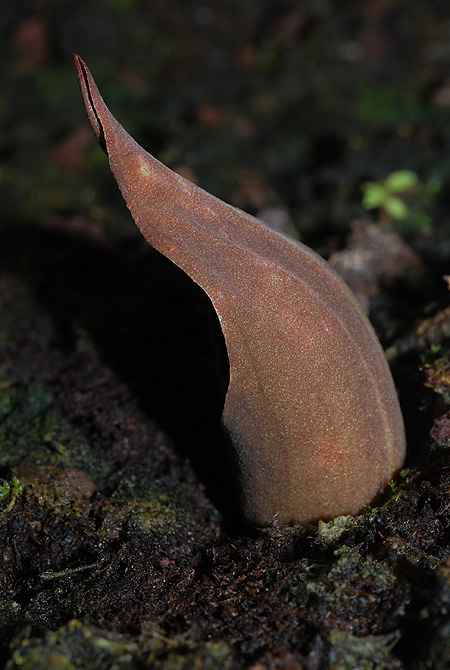 Dracontium bogneri