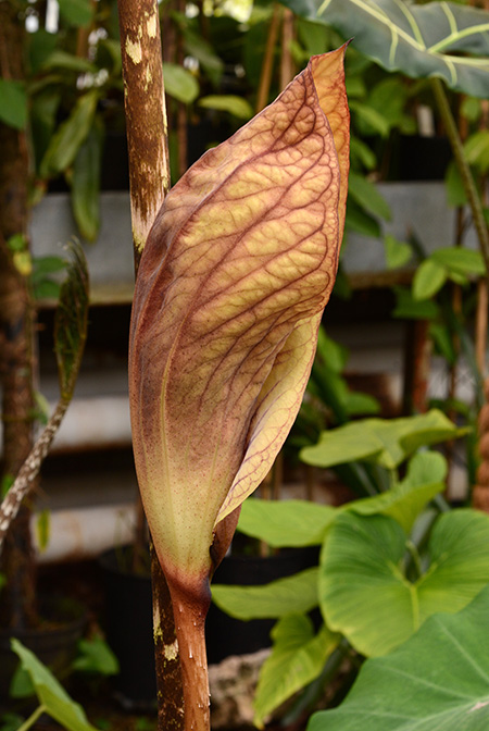 Dracontium croatii