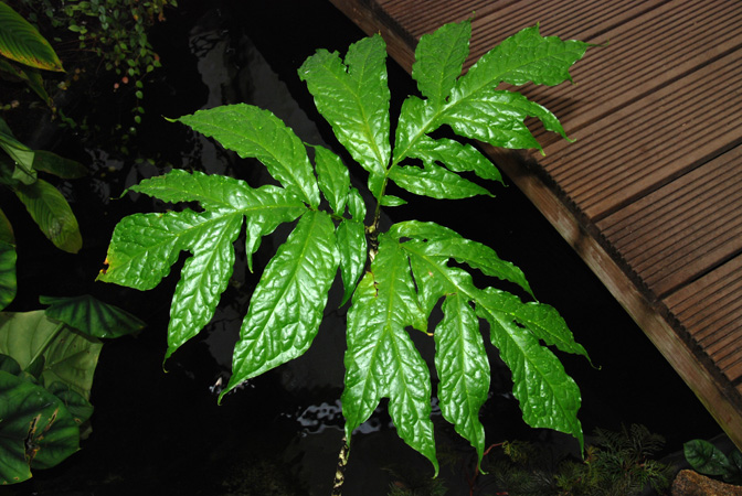 Dracontium croatii