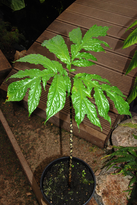 Dracontium croatii