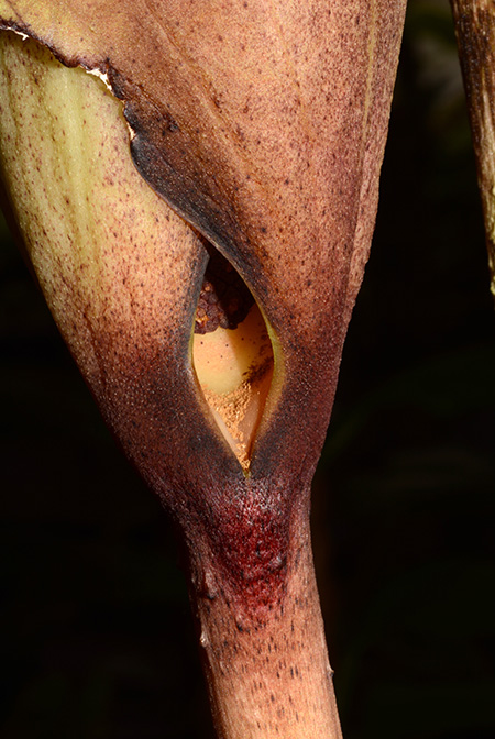 Dracontium croatii
