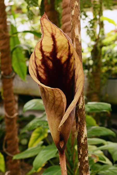 Dracontium croatii