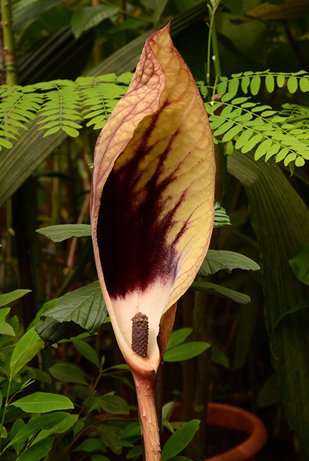 Dracontium croatii