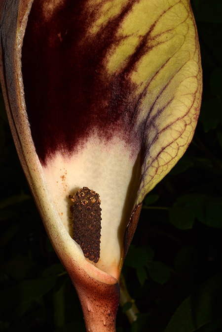 Dracontium croatii