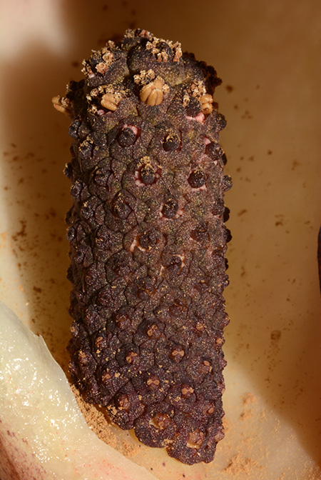 Dracontium croatii