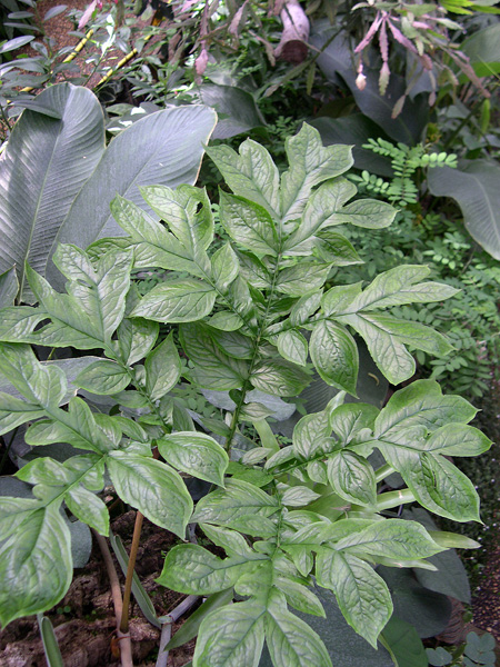 Dracontium dubium