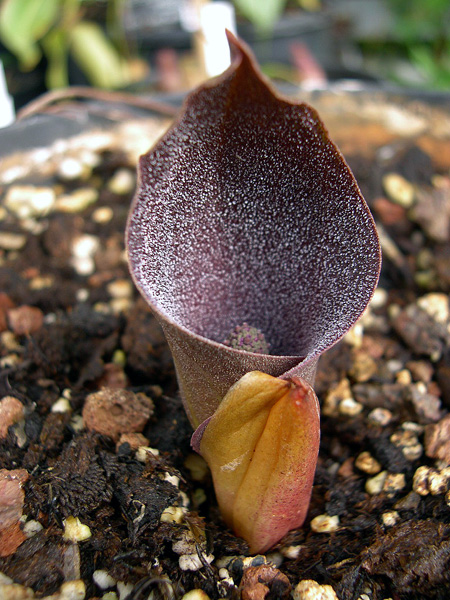 Dracontium dubium