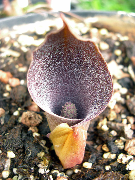 Dracontium dubium