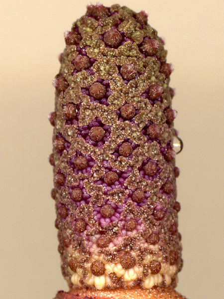 Dracontium dubium