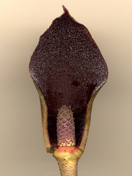 Dracontium dubium