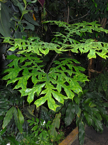 Dracontium gigas