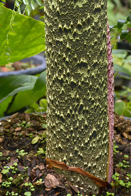 Dracontium gigas