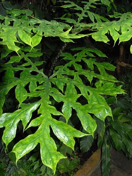 Dracontium gigas
