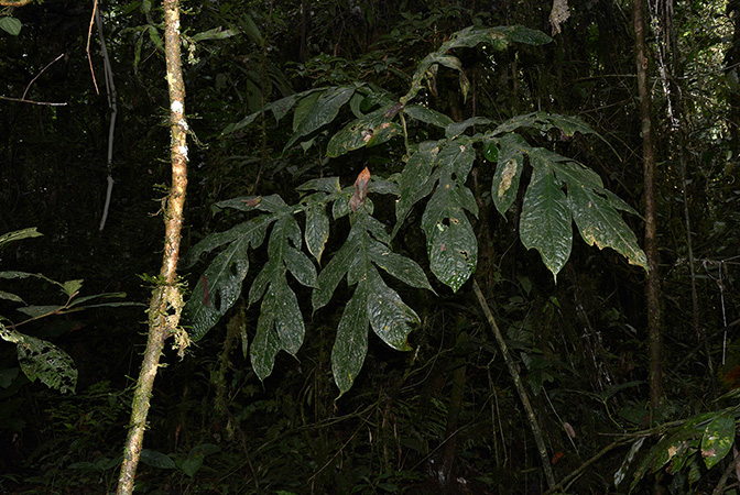 Dracontium grandispathum
