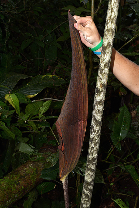 Dracontium grandispathum