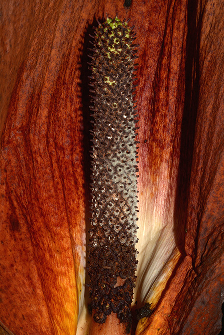Dracontium grandispathum
