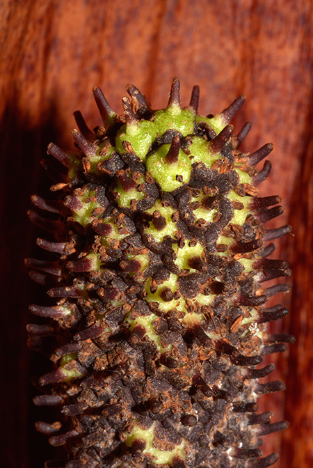 Dracontium grandispathum