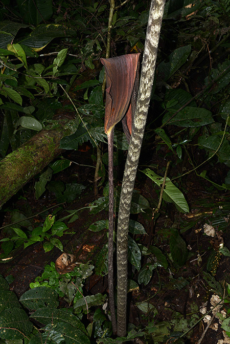 Dracontium grandispathum