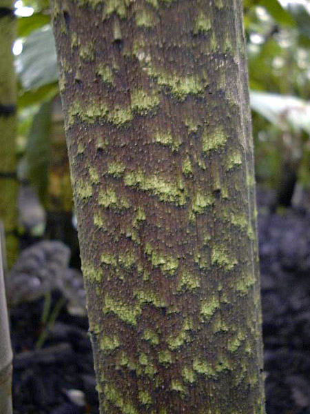 Dracontium nivosum
