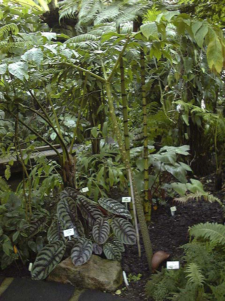 Dracontium nivosum