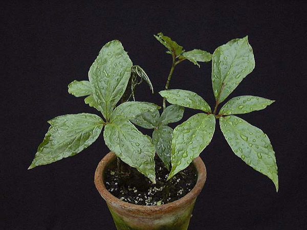 Dracontium nivosum